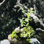 苔盆栽(ふたり地蔵ことりも一緒)