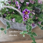 お花の贈り物✿*:ペチュニアのナチュラルバスケット