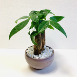 ハイドロカルチャー　パキラ　小石原焼　陶器　陶器鉢　観葉植物　ピンク