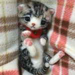 Cherie様ご予約子猫しゃん