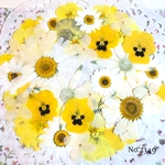 ♡new♡  ♡可愛い押し花セット♡ ♡たくさん入って使いやすい押し花セット♡