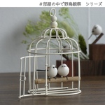 カゴの中のシマエナガ　【部屋の中で野鳥観察シリーズ】