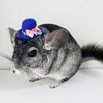 ハロウィン キャンディの帽子