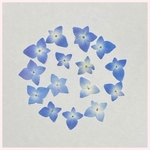 天然押し花素材　41