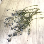 再販⭐︎勿忘草のドライフラワー（15本）