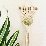 ミニサイズ流木プラントハンガー/19