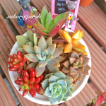 【多肉植物】寄せ植え7種 白牡丹 赤鬼城 etc (虹の玉に傷あり)