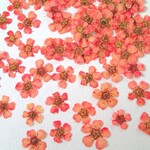 こでまりの押し花＜ピンク20枚＞