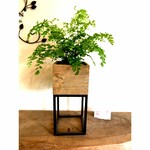 【観葉植物】アジアンタム　アイアンポット付き