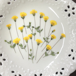 ゴールドダスト(押し花)