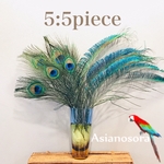  【クジャク 5:5】 高品質 孔雀の羽根 目玉 ハンドメイド アクセサリー 装飾　羽　素材　鳥　パーツ