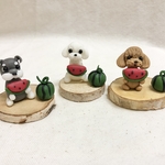 マルチーズ☆スイカ