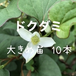 ドクダミ 大きめ苗 10本 山野草 薬草 和ハーブ