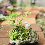  苔盆栽(小鳥と地蔵・ミツデ岩ガサ)