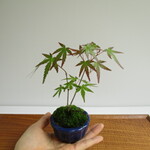 モミジ盆栽②・無農薬