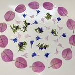 押し花＊ブーゲンビリア　他