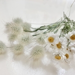 ラグラス・花かんざしのドライ