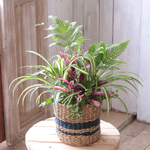 グリーンバスケット　寄せ植え