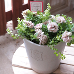 「モカモンブラン」の寄せ植え