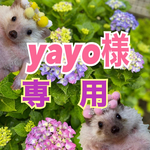 yayo様専用です。