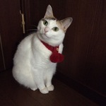 にゃんこマフラー(=^ェ^=)   Sサイズ