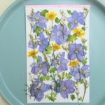押し花千鳥草と小花