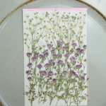 押し花かすみ草セット