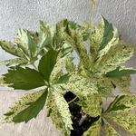 ヘンリーヅタ　三本植え