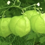 風船カズラ　　タネ　20粒