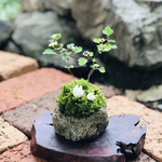 苔盆栽(うさぎの親子・ミツデ岩ガサ)