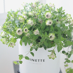 お花の贈り物❁❀✿✾秋まで楽しむ満開ペチュニア ボリューム寄せ植え✿.*バイプレイヤー