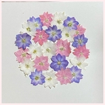 天然押し花素材　42