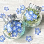 発送すぐ🌿【Nemofwira natural green 】ネモフィラ 🌿【勿忘草入り】