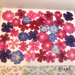 ♡new♡作家様必見♡ 人気のバーベナMIXセット♡押し花セット