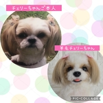 オーダー品 シーズー犬のチェリーちゃん