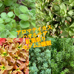 多肉植物　ハオルチア　紅葉祭り　シンビフォルミス　アロマティカス　セダム19カット