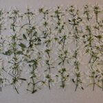押し花 素材   ユーフォルビア（ダイヤモンドスノー）　💐