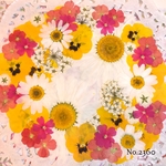 ♡new♡  ♡可愛い押し花セット♡ ♡たくさん入って使いやすい押し花セット♡