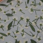 押し花 　アリッサム　白　120個 　小花　キャンドル　ハーバリウム　レジン　封入　花材　素材　