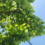 奈那雄様　専用ページ