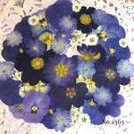 ♡new♡  ♡可愛い押し花セット♡ ♡たくさん入って使いやすい押し花セット♡
