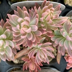 カメレオン錦　多肉植物