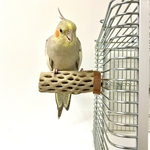 鳥 とまり木  カクタスパーチ（サボテンのとまり木）直径3〜4cm前後／9cm 