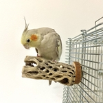 鳥 とまり木  カクタスパーチ（サボテンのとまり木）直径5.5cm前後／10cm 