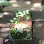 苔盆栽(居眠り猫さん・楡欅)