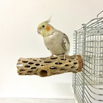 鳥 とまり木  カクタスパーチ（サボテンのとまり木）直径5.5cm前後／15cm 