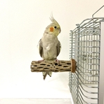 鳥 とまり木  カクタスパーチ（サボテンのとまり木）直径3～４cm／15cm 