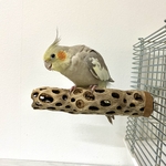  鳥 とまり木  カクタスパーチ（サボテンのとまり木）直径5.5cm前後／17cm 