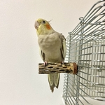 鳥 とまり木  カクタスパーチ（サボテンのとまり木）直径2〜3cm前後／8cm 