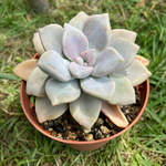 多肉植物 蒼星　発根苗　大きめ　グラプトペタルム